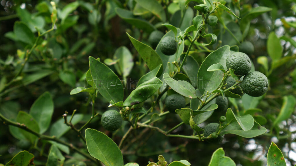 Detailed view of organic lime fruit with wrinkled skin in the plantation