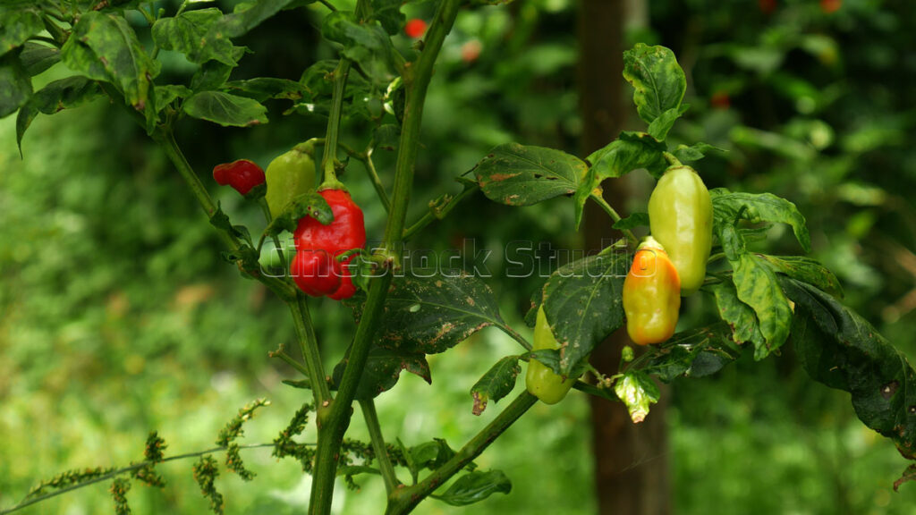 Close up of organic red chili peppers growing in the farm field