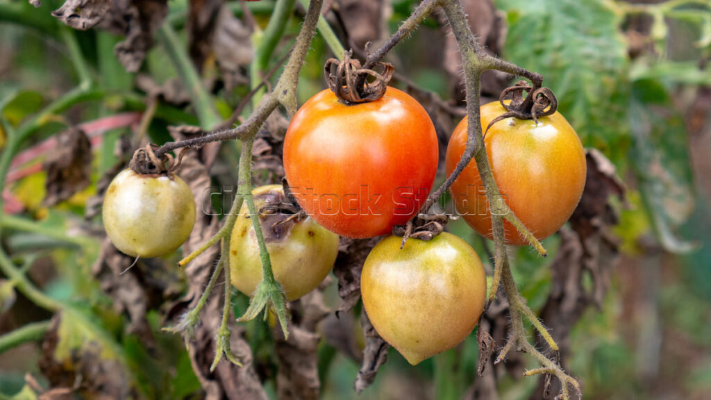 High quality organic red tomatoes from fresh tomato plants