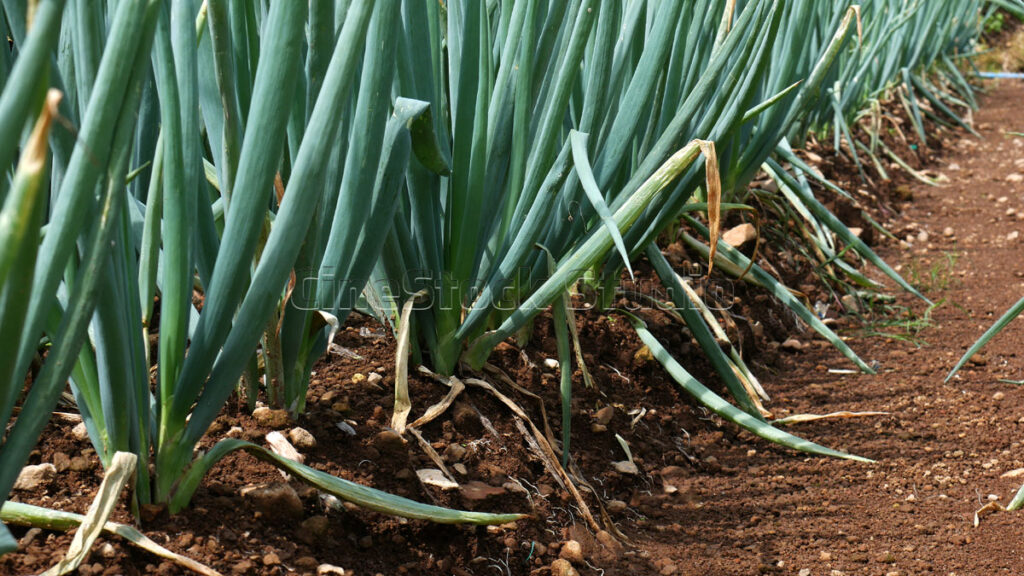 Close up of healthy organic scallions stalks in the field