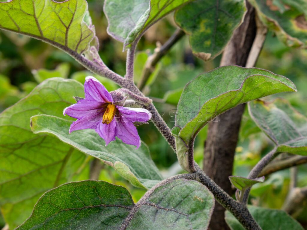 Close up of a beautiful purple aubergine flower on a healthy plant
