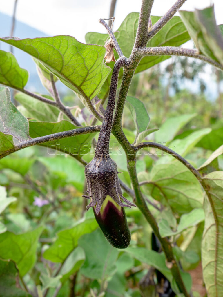Close up of organic purple eggplant aubergine ready for growth