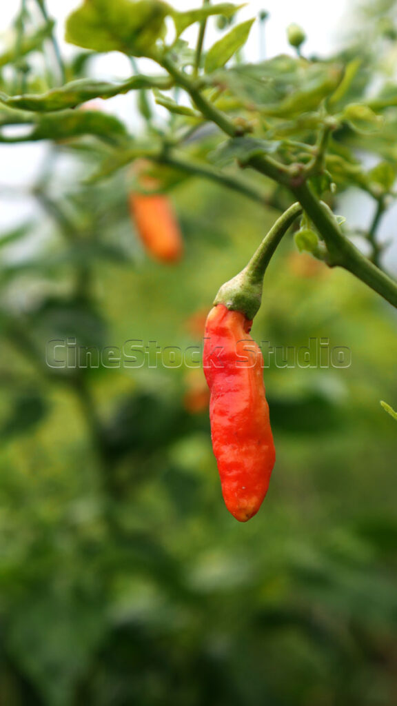 Detailed shot of red chili peppers growing on an agricultural plant