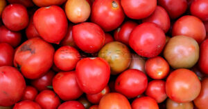 Agriculture collections Close up of a large collection of ripe tomatoes from tomato plants