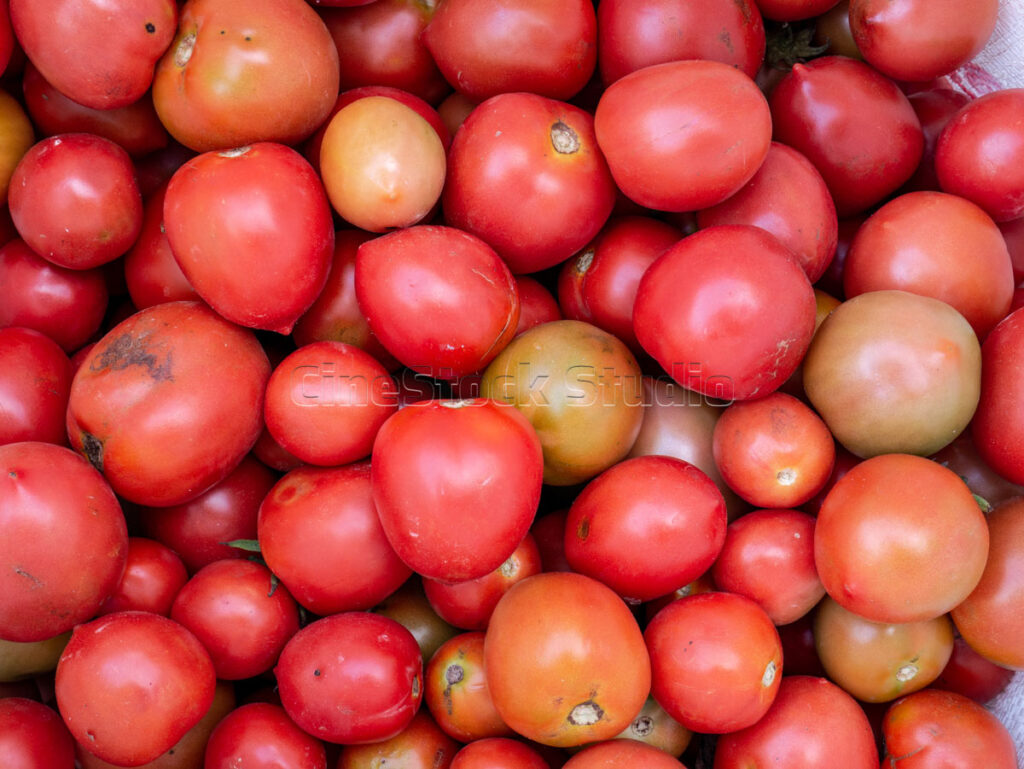 Close up of a large collection of ripe tomatoes from tomato plants