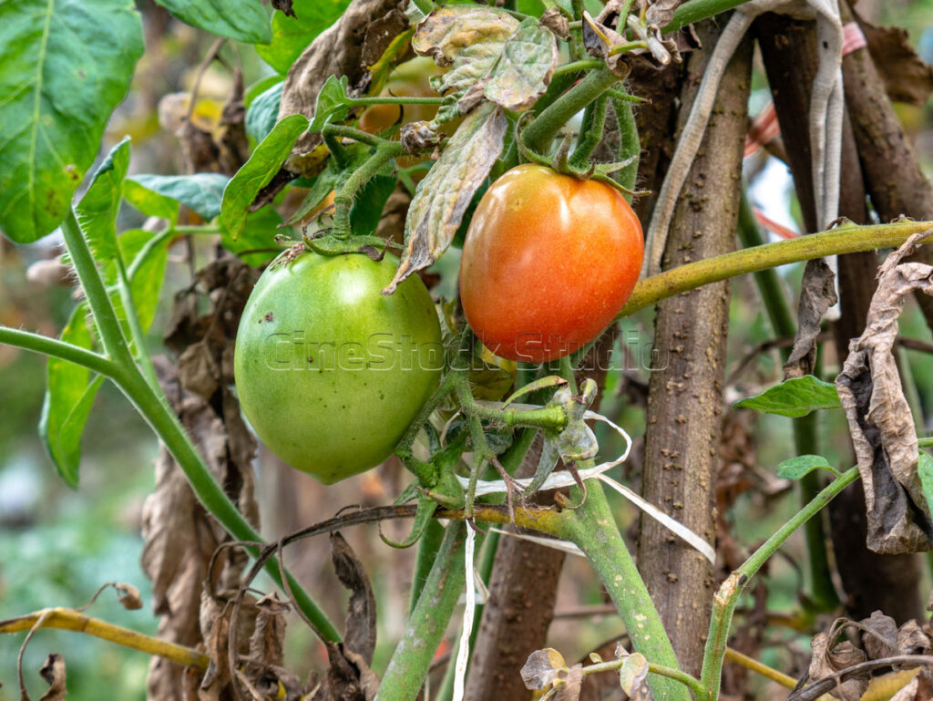 Mix of ripe and green tomatoes growing on tomato plants