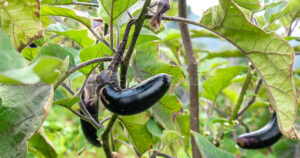 Ripe aubergine fruits growing in a commercial plantation field