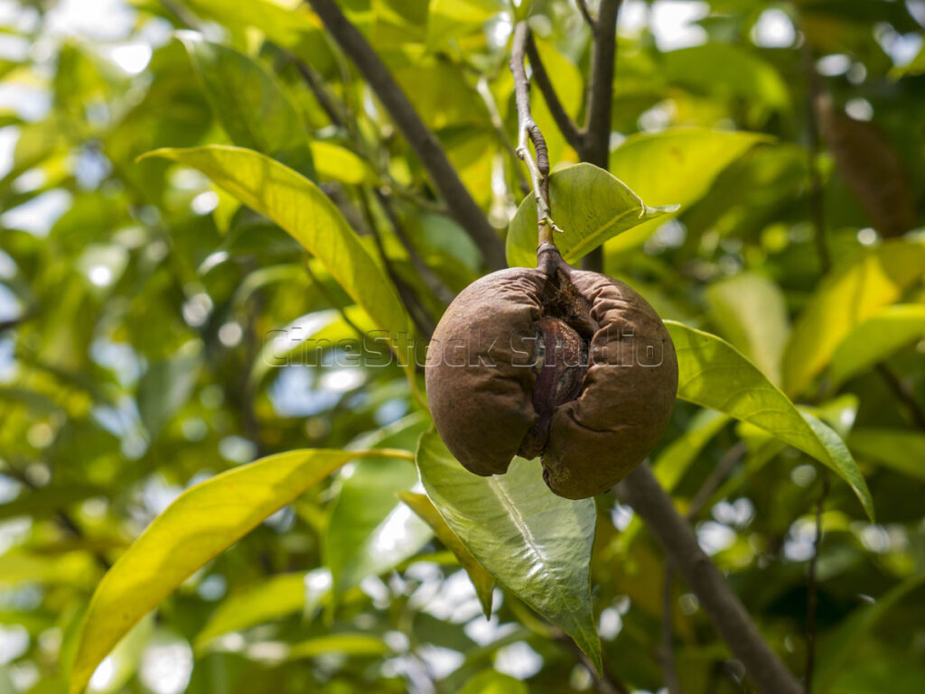 Ripe nutmeg fruit splitting open naturally on the tree branch