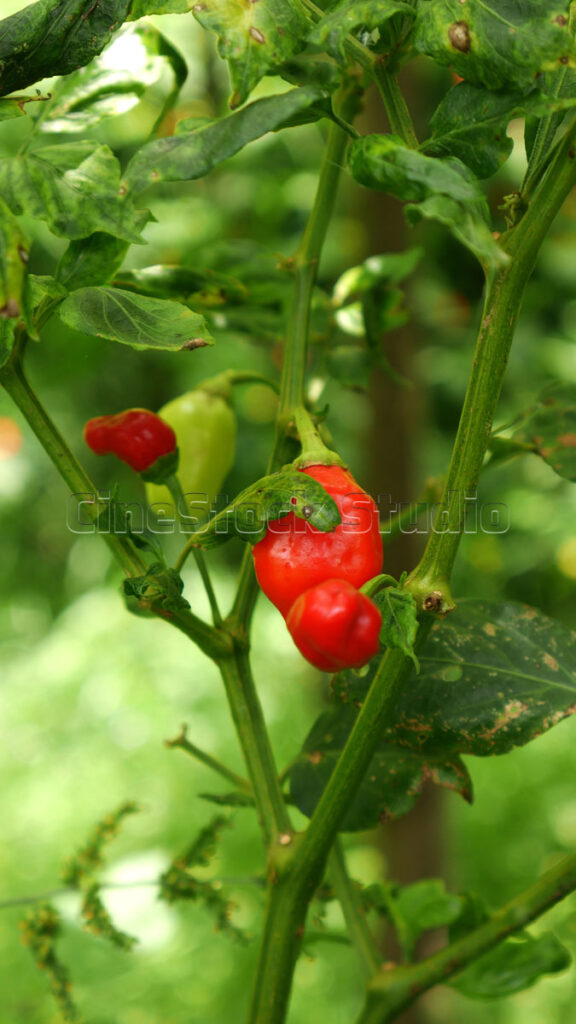 Ripe red chili pepper ready for harvest in a backyard garden