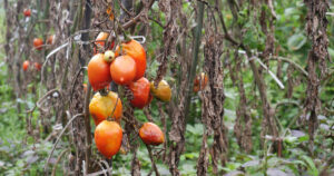 Close up of ripe red tomatoes growing on tomato plants vine