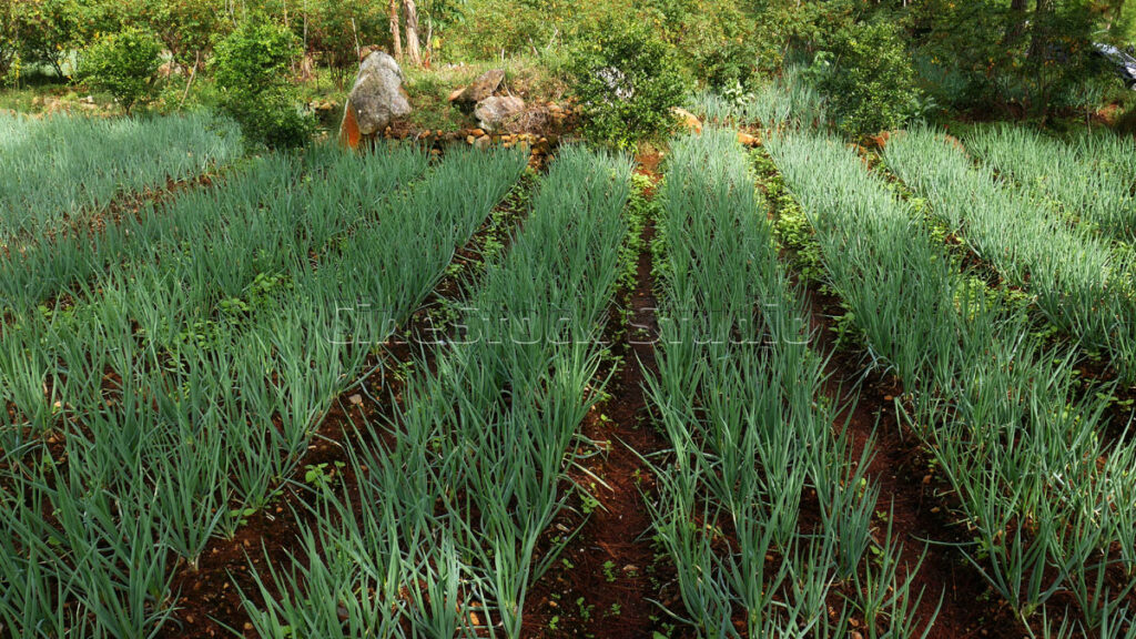 Straight rows of healthy spring onion plants in the farm