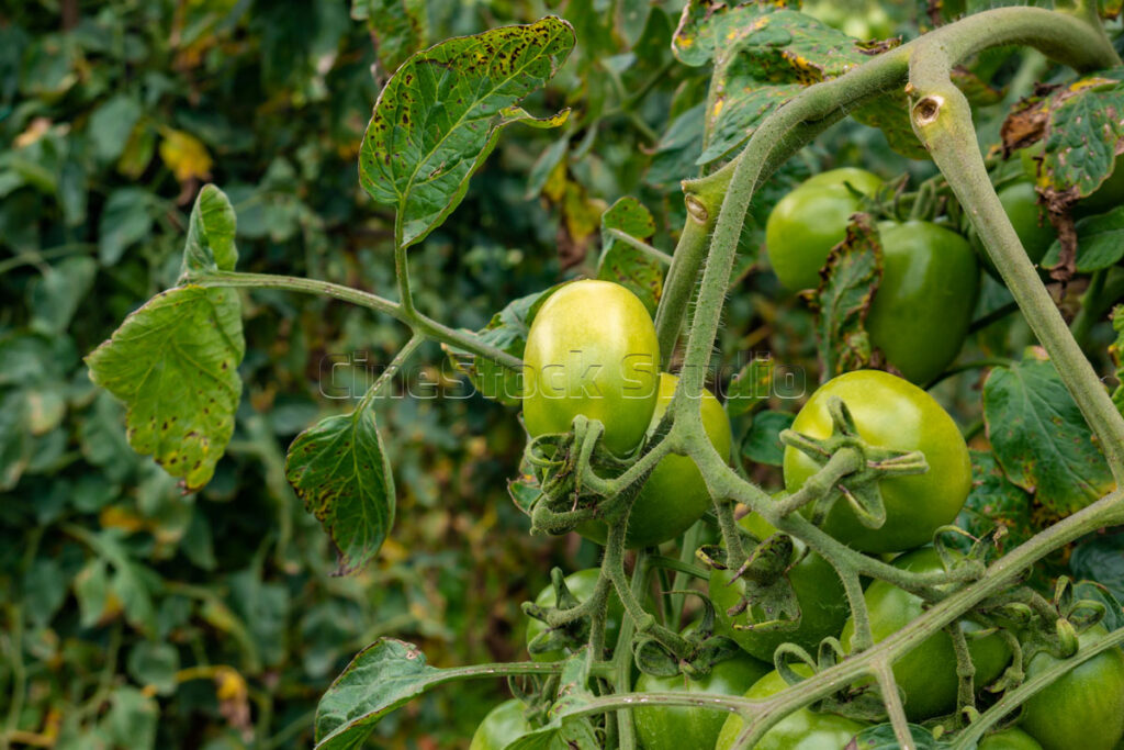 Close up of small green tomatoes on tomato plants branch