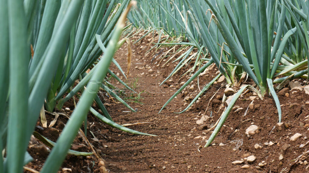 Detailed agricultural shot of fresh spring onion stalks