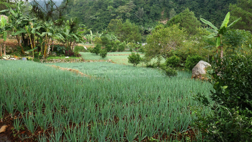 Terraced spring onion scallions plantation field in the misty highland