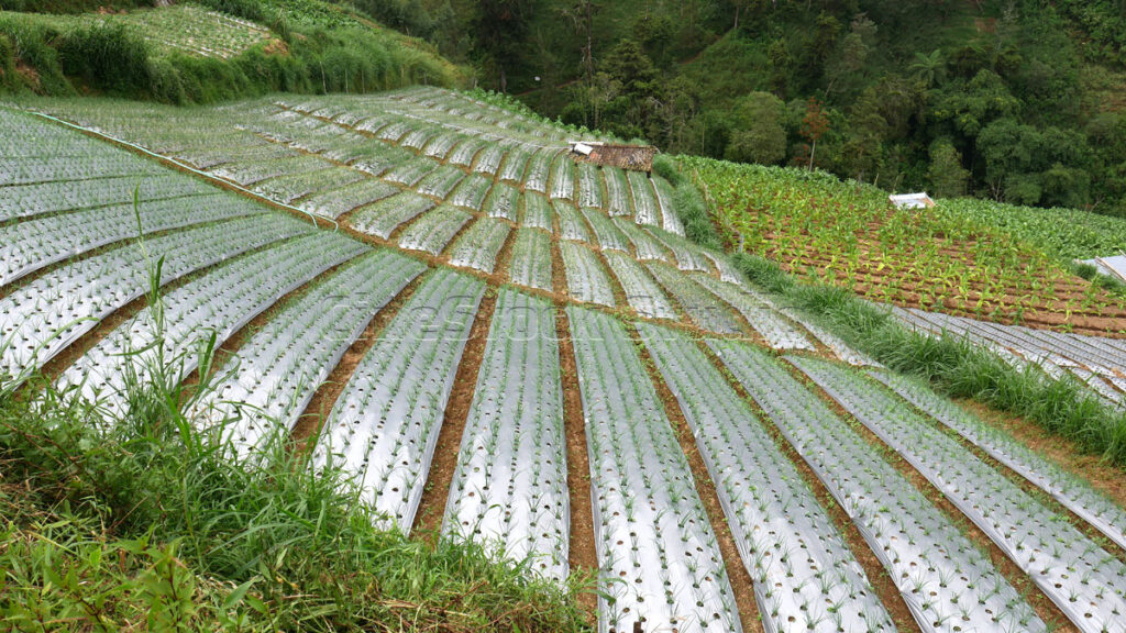Terraced spring onion plantation fields in the highlands