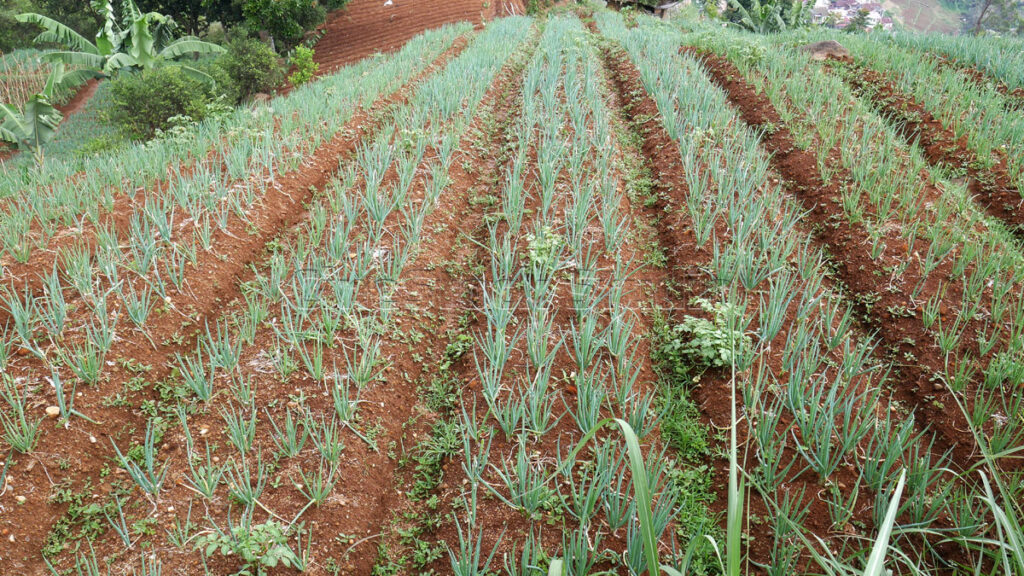 High angle view of terraced scallions farming