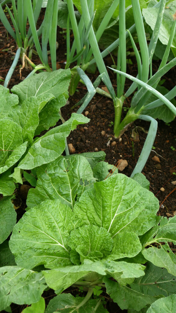 Fresh green cabbage plant growing in the organic vegetable field