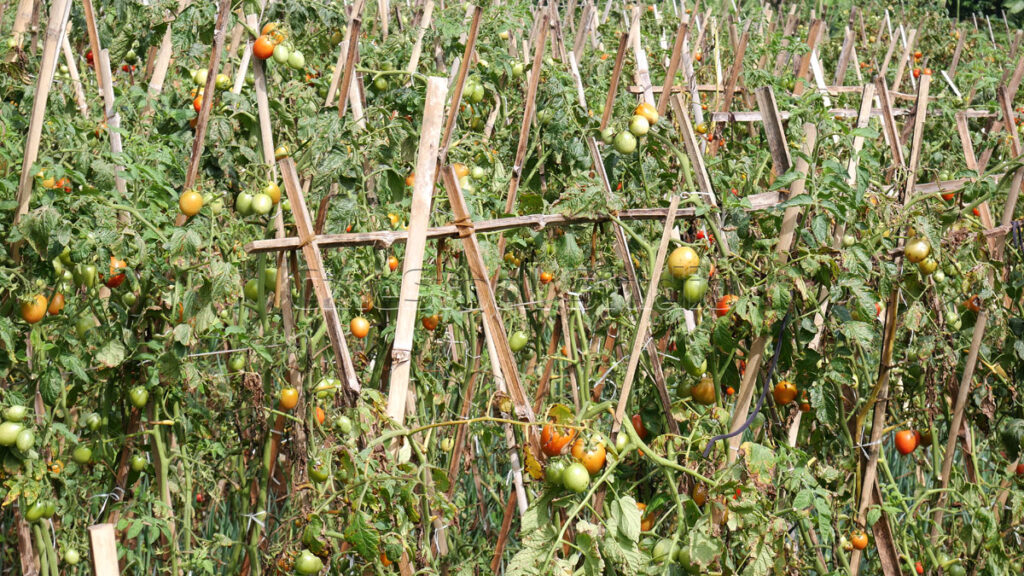 Agricultural landscape of tomato plants growing in the field