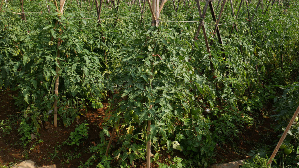 Scenic agricultural view of a tomato plants plantation field