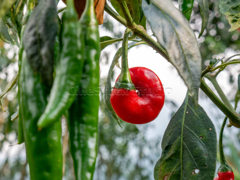 Unhealthy chili pepper plant with dry leaves in the plantation