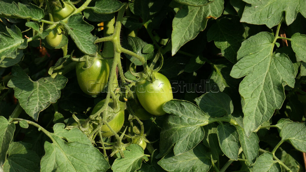 Unripe tomatoes and green leaves on tomato plants in the garden