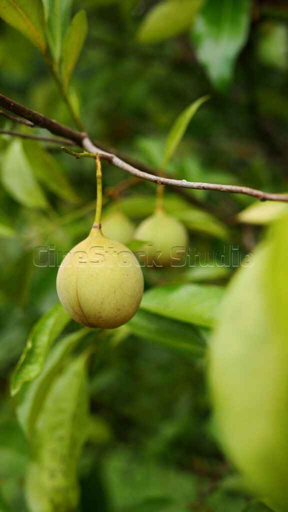 Vertical shot of fresh nutmeg fruit hanging on a tree in the garden