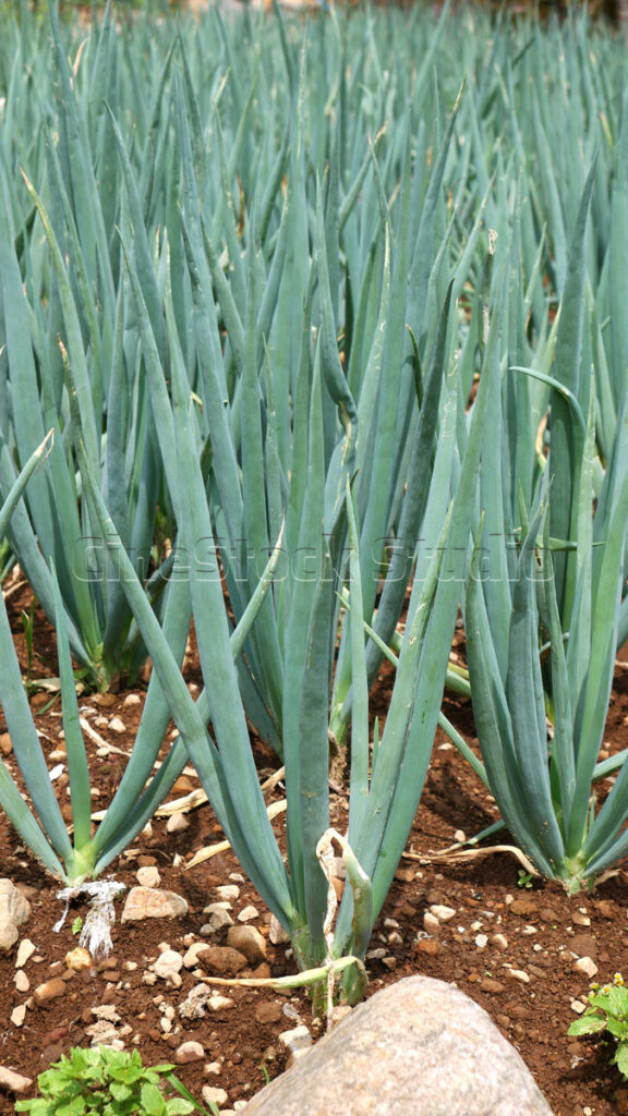 Vertical shot of fresh and healthy spring onion stalks