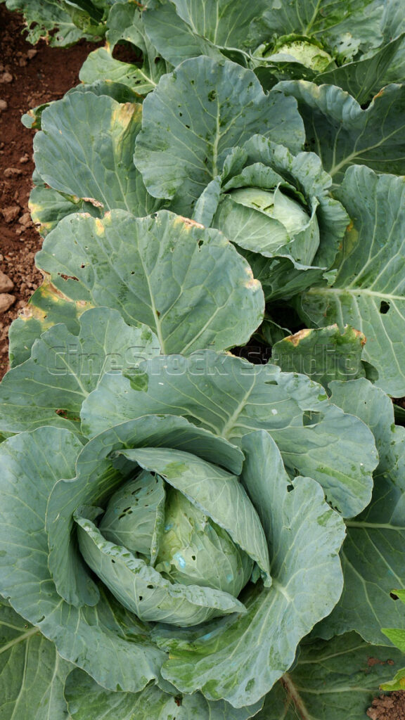 Vertical view of healthy green cabbage farming in the highlands