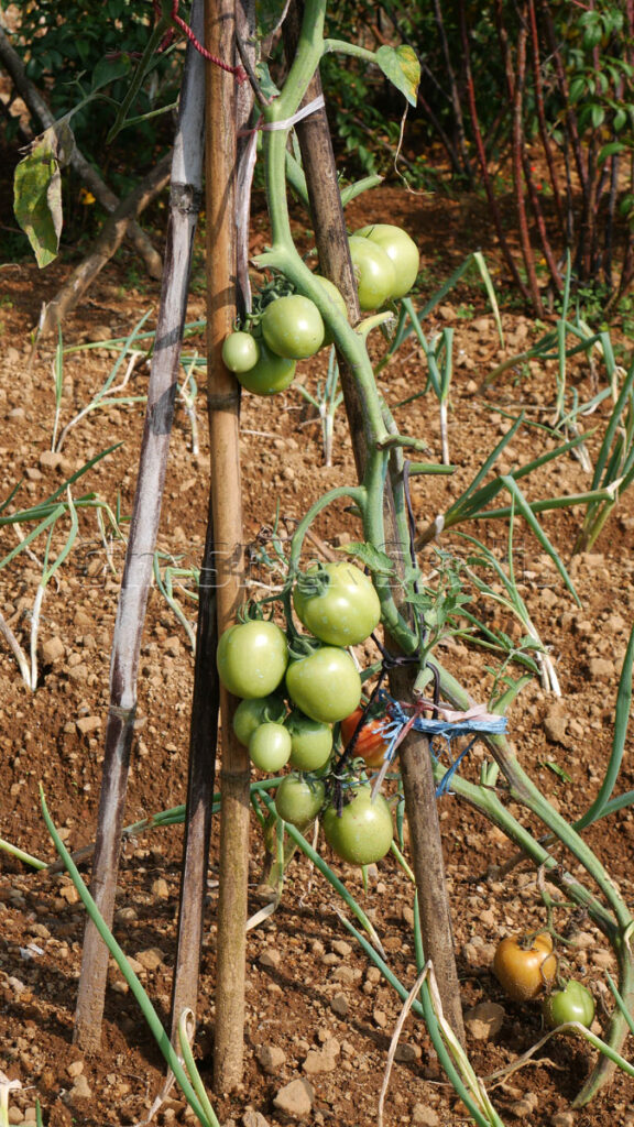 Vertical shot of young green tomatoes growing on tomato plants
