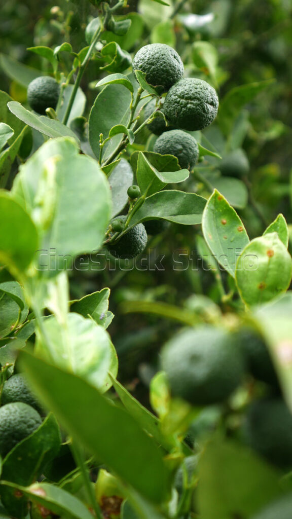Vertical shot of lime fruit and dense green foliage in the garden