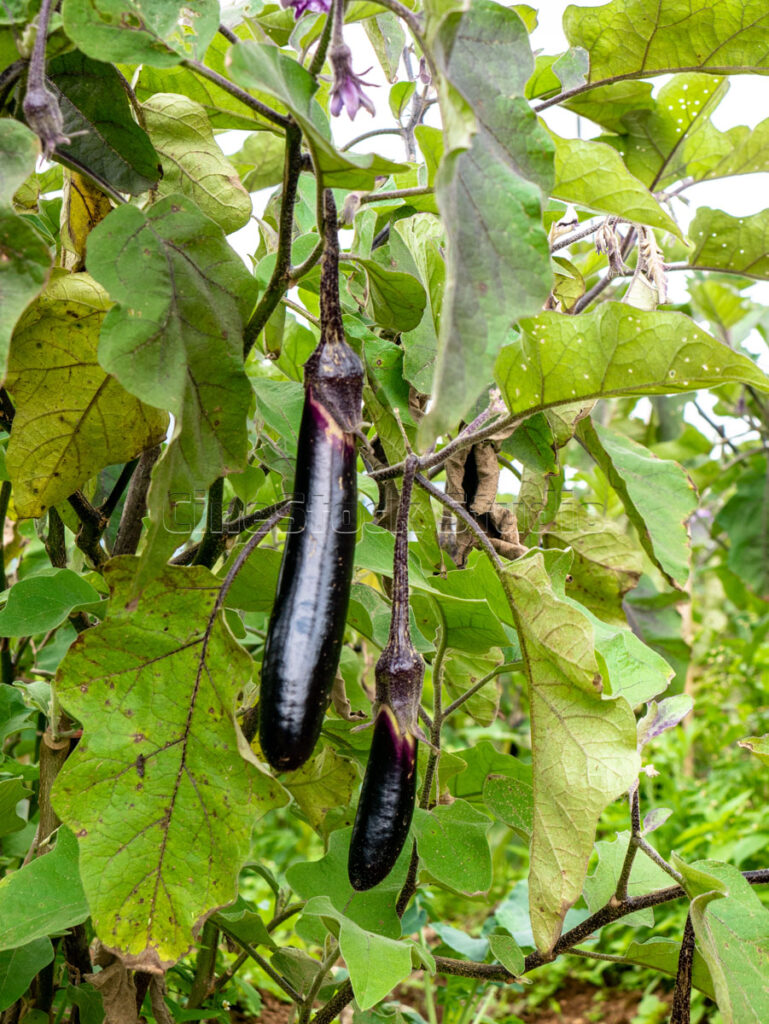 Vertical shot of purple eggplant plants growing in the garden