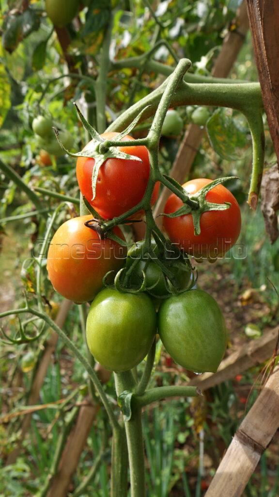 Vertical view of healthy red tomatoes growing on tomato plants
