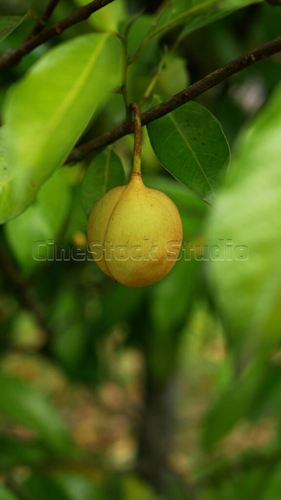 Vertical close up of a ripe nutmeg fruit ready for harvest on the tree