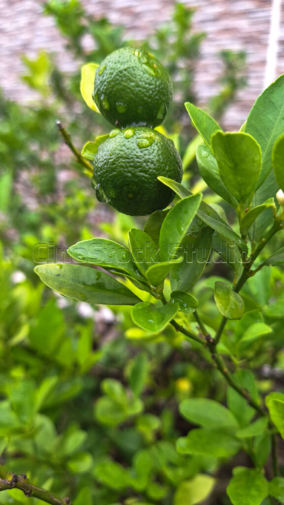 Vertical close up of organic lime fruit with fresh water droplets in a backyard garden after rain