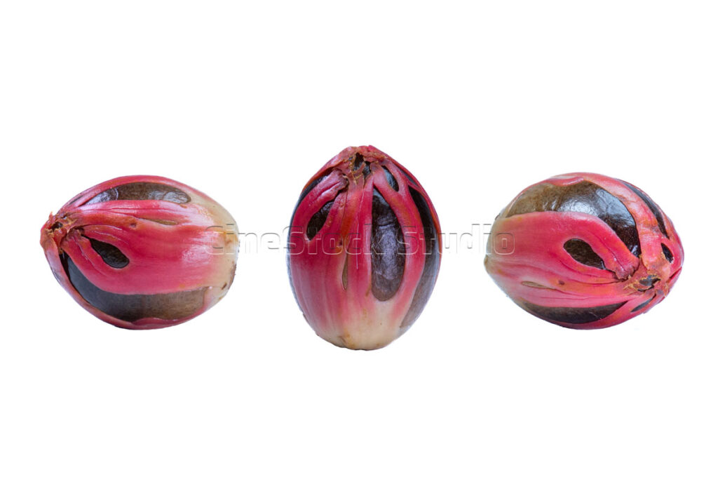 Three whole nutmeg seeds with vibrant red mace isolated on white background