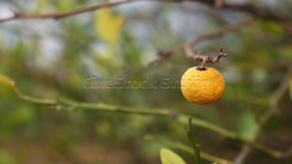 A ripe yellowish lime fruit hanging on a thin tree branch