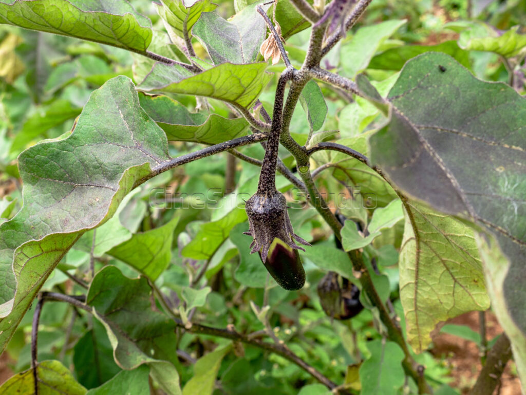 Close up of young aubergine fruit on a green plant branch
