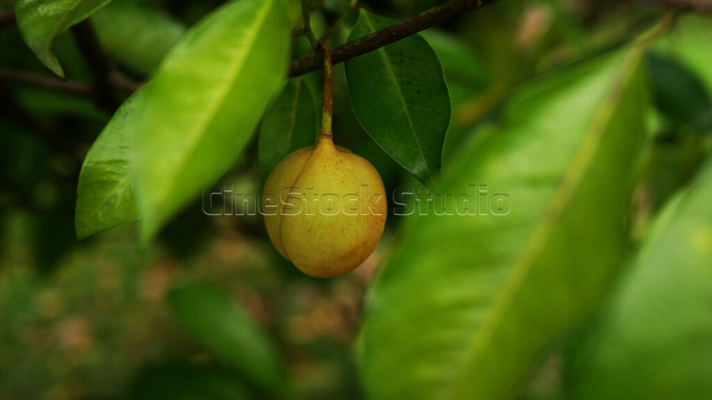 Young green nutmeg fruit growing in an organic agricultural plantation