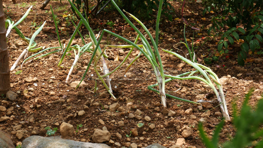 Young scallions seedlings planted in fertile organic soil