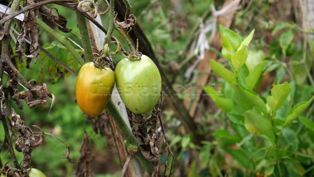Young tomatoes starting to ripen on tomato plants in the farm