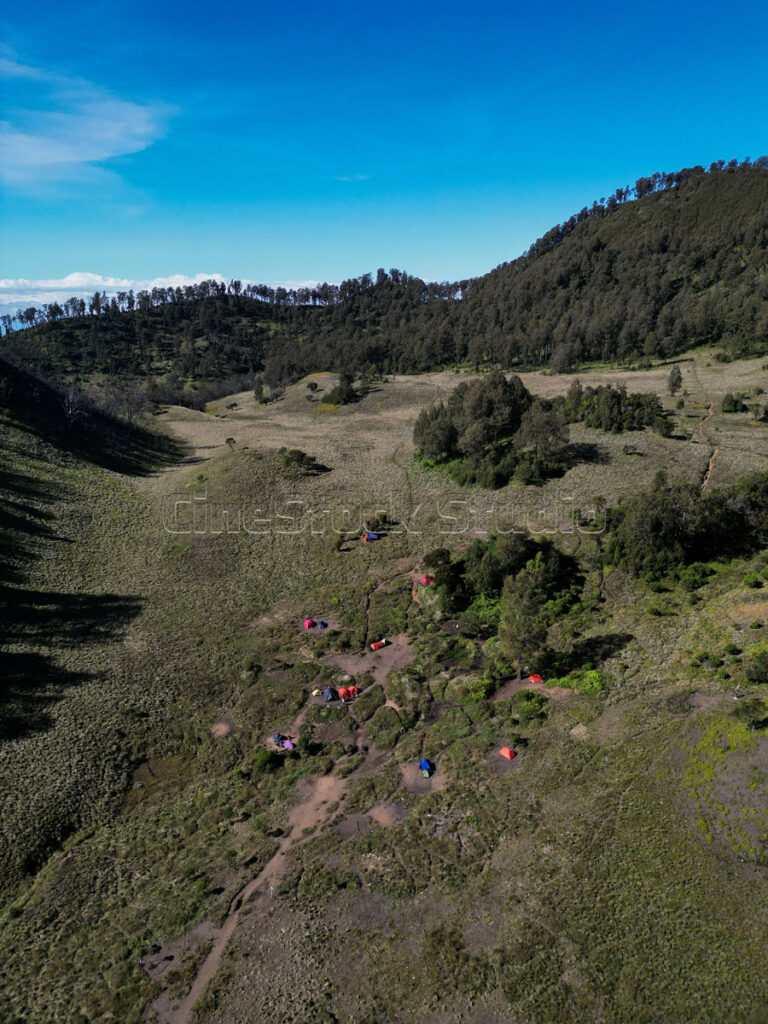 Aerial vertival view of grassland and dense forest.