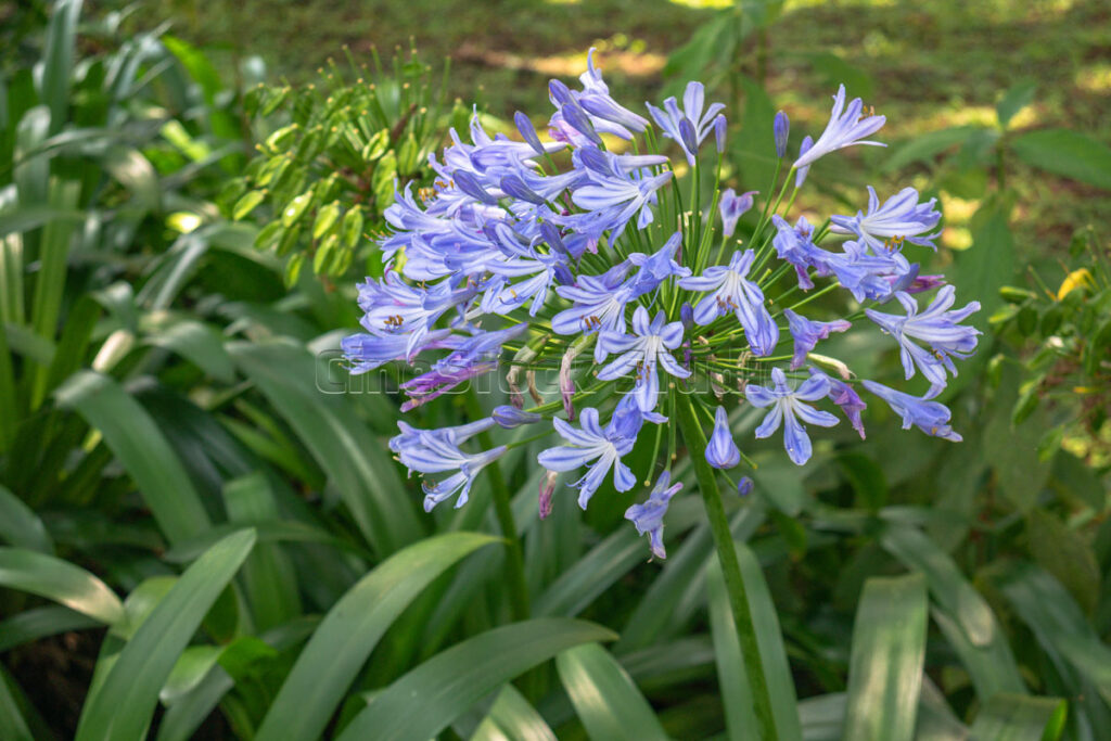 Detailed close-up of blooming blue Agapanthus blossoms shining under natural sunlight.