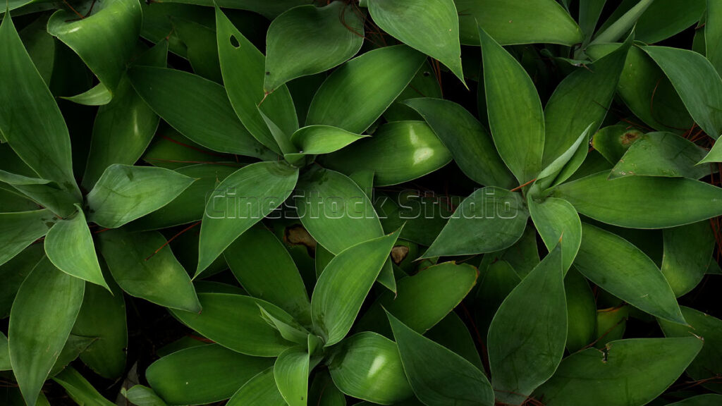 Agave Attenuata Plant With Dark Green Leaves.
