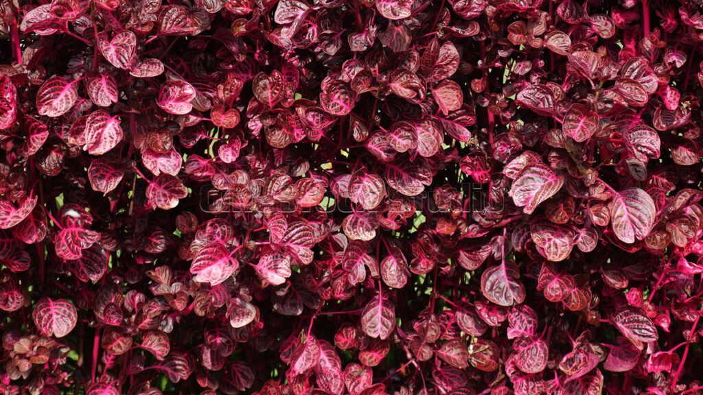 The Charm of Shiny Bloodleaf (Iresine herbstii) with Intriguing Patterns.