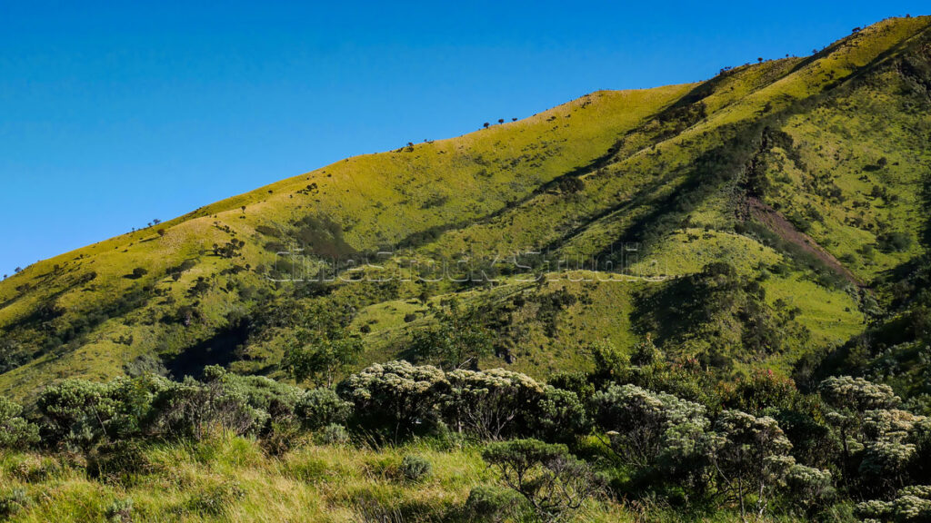 Sun-drenched hillside on Mount Merbabu covered in blooming Anaphalis javanica.