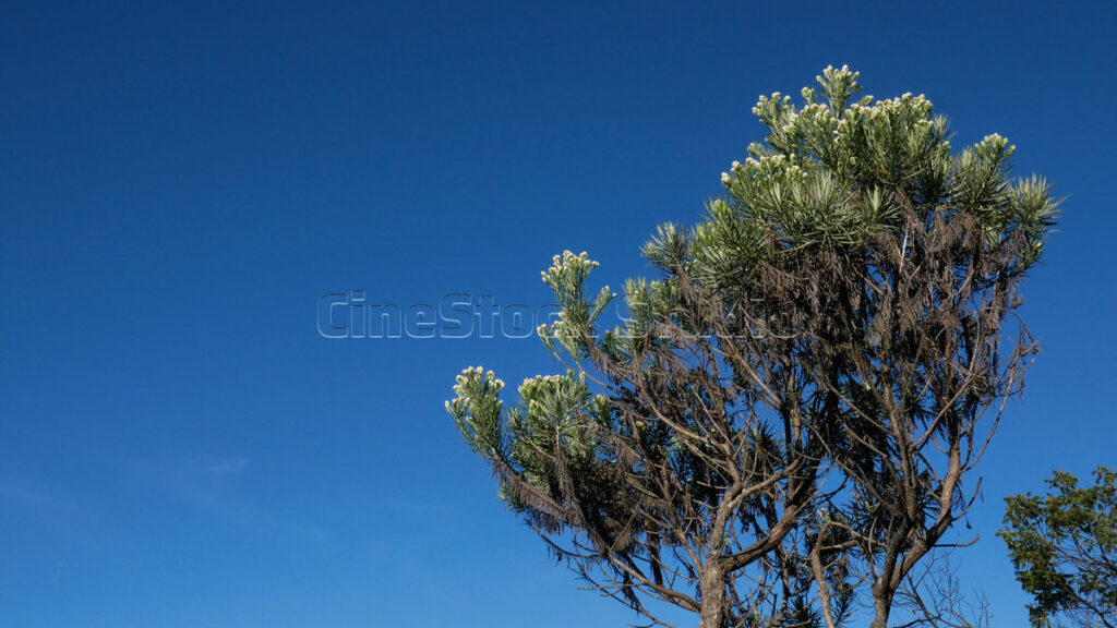 The resilient growth of Anaphalis javanica shrubs in the high-altitude zone of Merbabu.