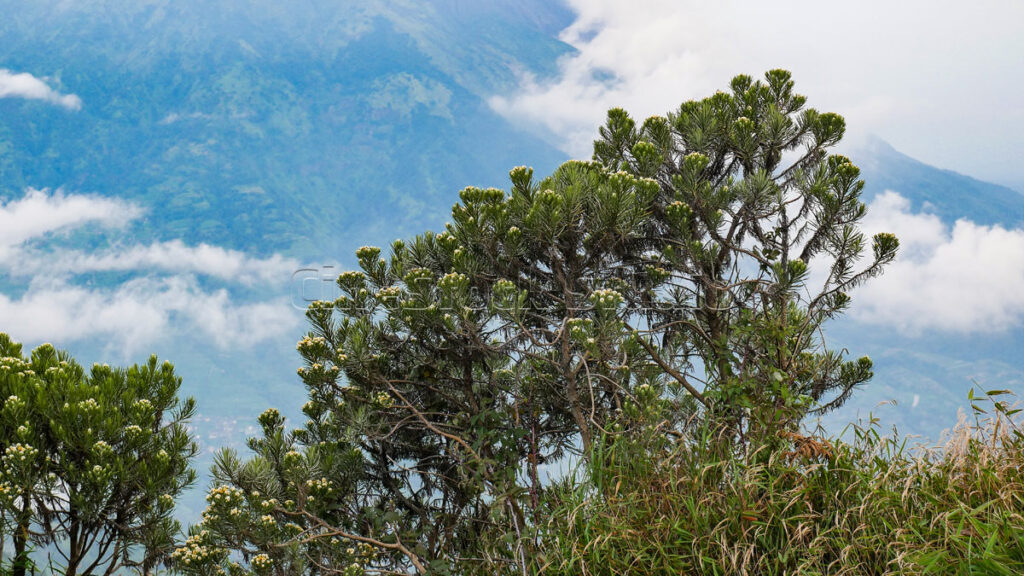 Breathtaking Javanese Edelweiss flowers with the majestic Mount Merapi in the background.