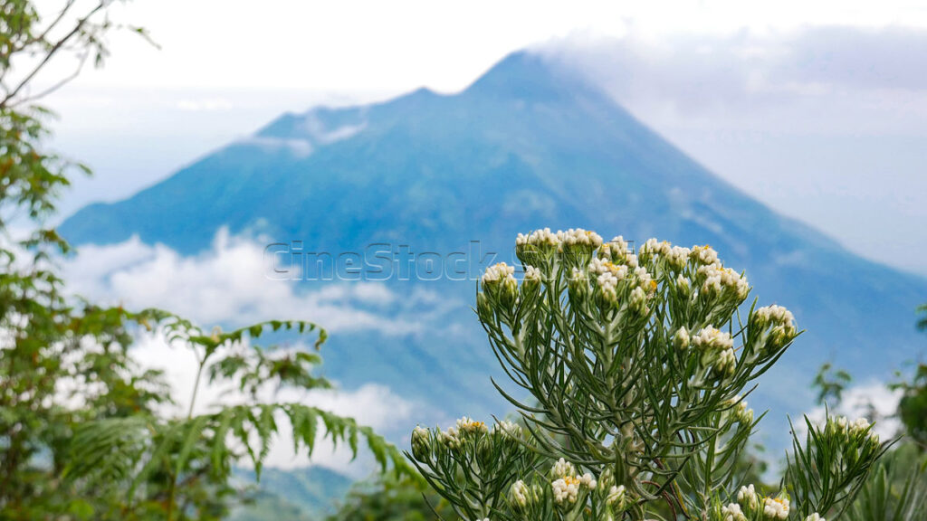 Javanese Edelweiss flowers on Mount Merbabu with a majestic view of Mount Merapi.