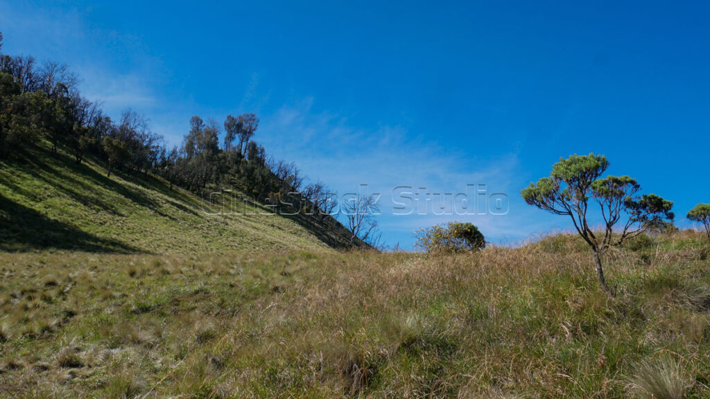 Wide landscape of Anaphalis javanica growing on the grassy slopes of a tropical mountain.