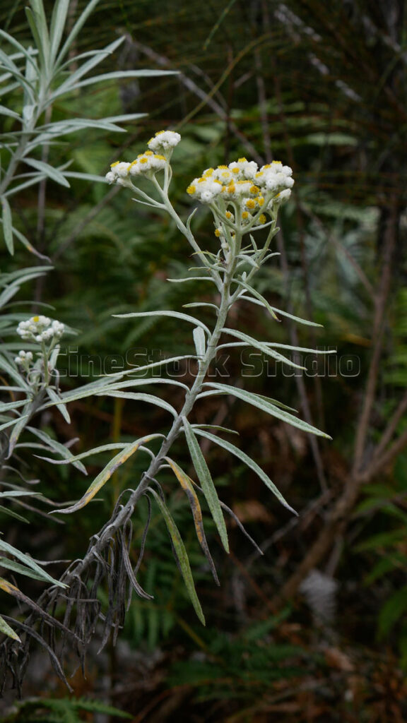 Detailed view of Anaphalis javanica with its signature silver-green leaves and white buds.